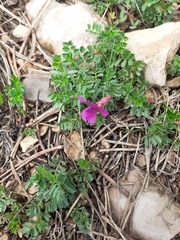 Vicia pyrenaica