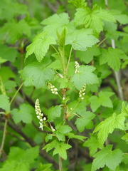 Ribes hudsonianum petiolare