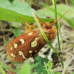 Arctia aulica