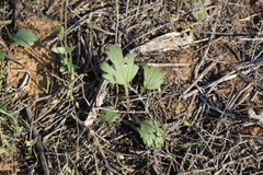 Ranunculus oxyspermus