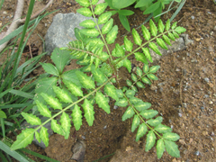 Zanthoxylum piperitum