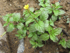 Erythranthe nepalensis