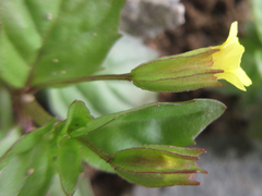 Erythranthe nepalensis
