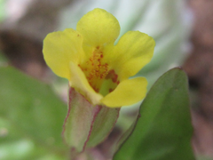 Erythranthe nepalensis