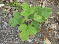 Clematis heracleifolia
