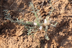 Astragalus dolichophyllus