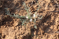 Astragalus dolichophyllus