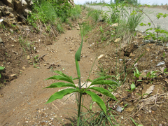 Arisaema heterophyllum