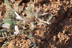 Astragalus dolichophyllus