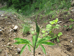 Arisaema heterophyllum