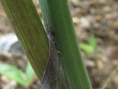 Arisaema heterophyllum