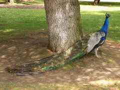 Pavo cristatus