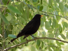 Turdus merula