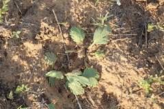 Ranunculus oxyspermus