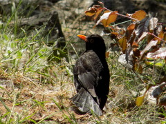 Turdus merula
