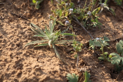 Ceratocarpus arenarius