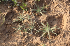 Ceratocarpus arenarius