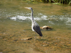Ardea cinerea