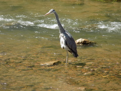 Ardea cinerea