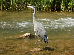 Ardea cinerea