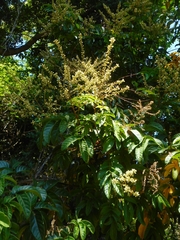 Lepisanthes rubiginosa