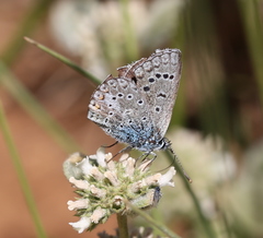 Polyommatus cornelia