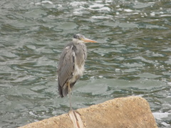 Ardea cinerea