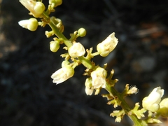 Lepisanthes rubiginosa