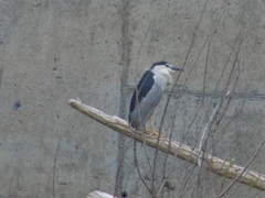 Nycticorax nycticorax