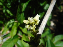 Lepisanthes rubiginosa