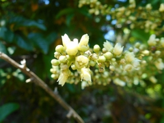 Lepisanthes rubiginosa