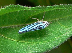 Poecilocarda cosmopolita