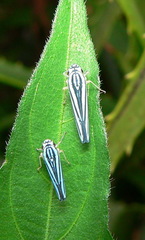 Poecilocarda cosmopolita