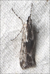 Scoparia syntaracta