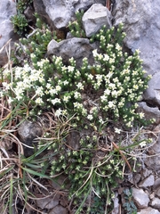 Galium pyrenaicum