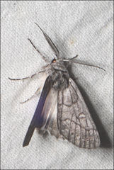 Cerura melanoglypta