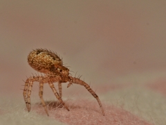 Indoxysticus