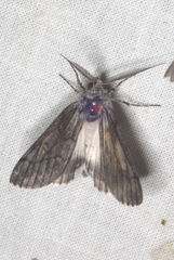 Cerura melanoglypta