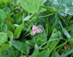 Agrotera nemoralis