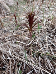 Chamaenerion angustifolium