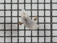 Rhopalomyia gemmaria