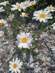 Tanacetum poteriifolium