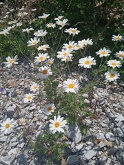 Tanacetum poteriifolium