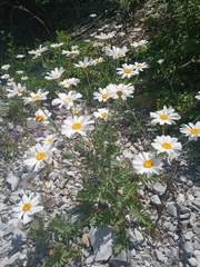 Tanacetum poteriifolium