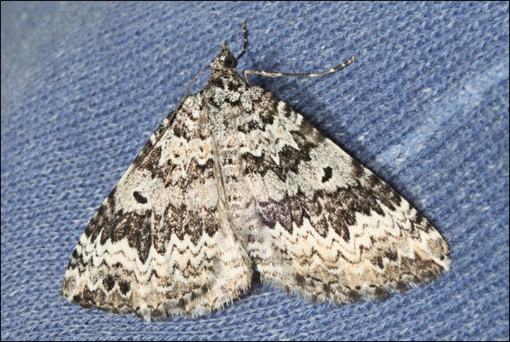 White-waved Carpet