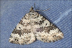 Chrysolarentia argocyma