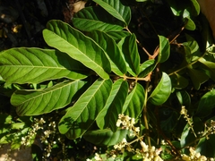 Lepisanthes rubiginosa