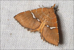 Chrysolarentia leucozona