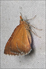 Chrysolarentia leucozona