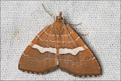 Chrysolarentia leucozona